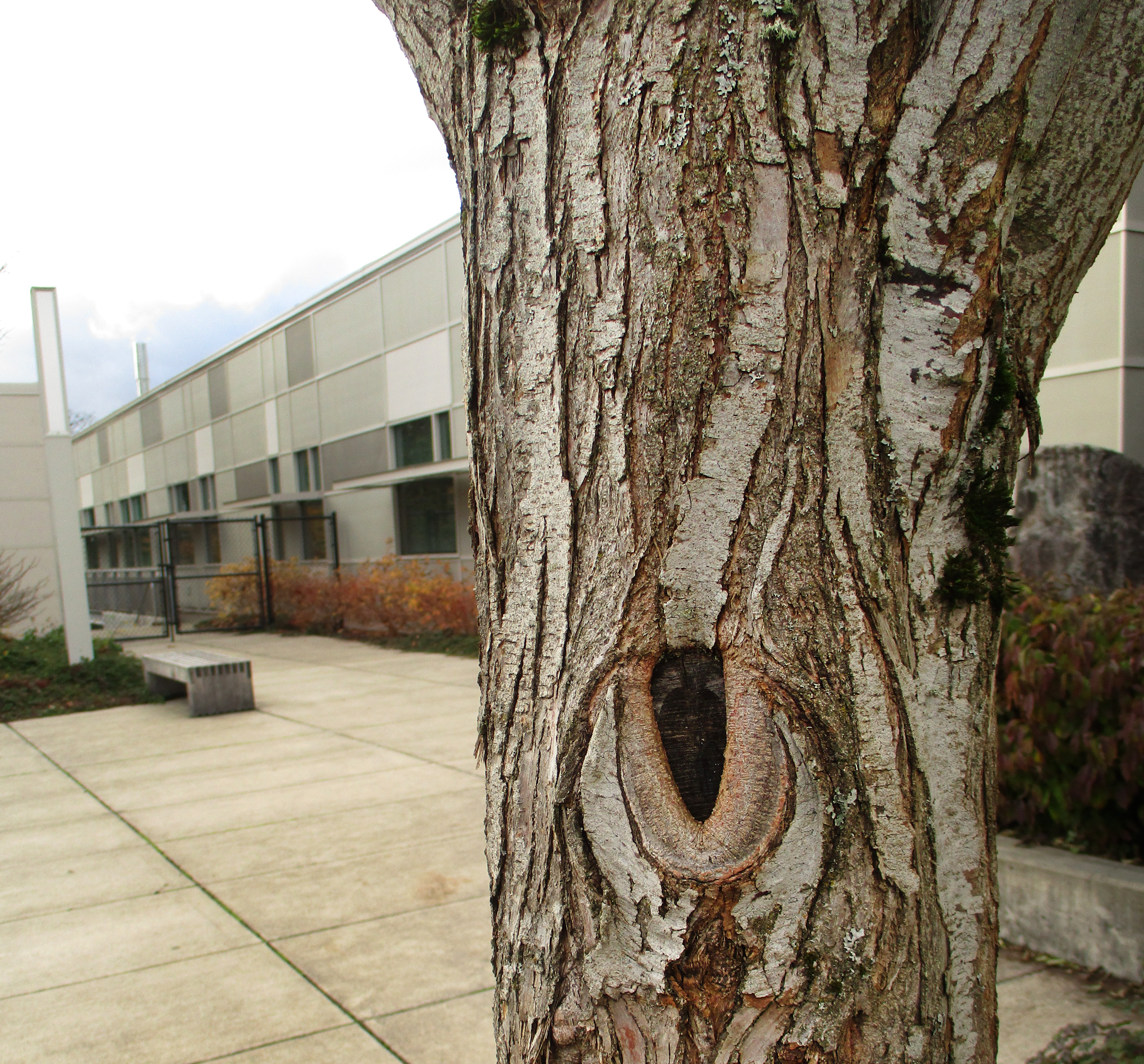 Bellevue High School